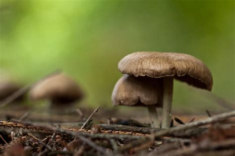 A lot of mushrooms grow on my backyard and frontyard. These Backyard Mushrooms Are Poisonous to Your Pets