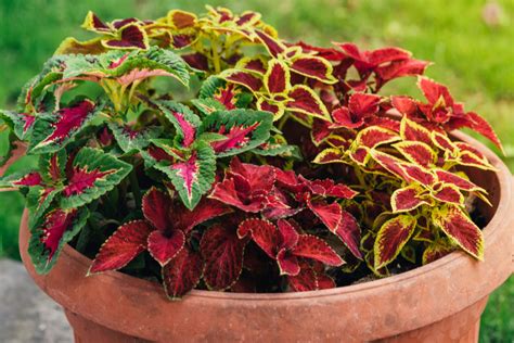 Growing Coleus How To Grow Coleus For Stunning Color Everywhere