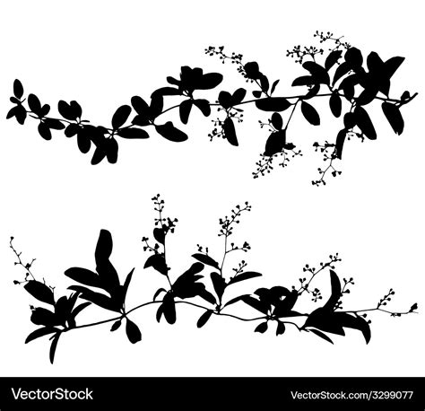 Silhouettes Of Leaf And Vine Plant Royalty Free Vector Image