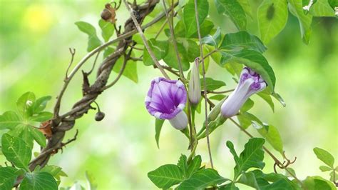 There's another morning glory on the newer side.of the river but we didn't try it. How to Grow Morning Glories | Dengarden