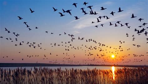 11 Magnificent Migratory Birds