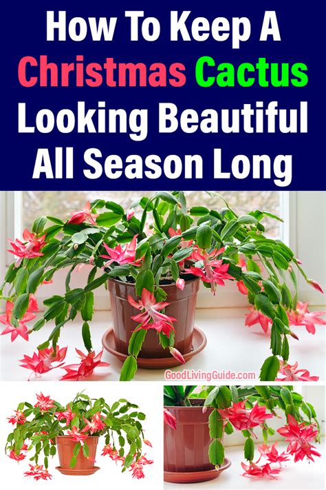 The christmas cactus prefers a slightly acid soil, so lime or bone meal is best to be avoided. Christmas Cactus Care Archives - Good Living Guide