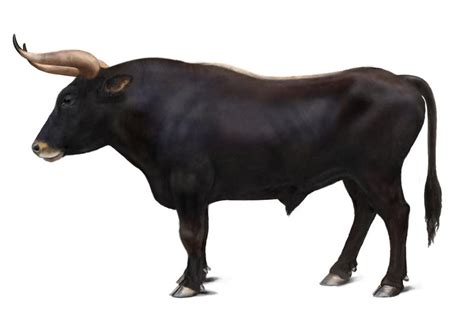 aurochs bull side view  phan tom  deviantart