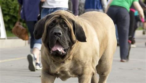 15 Informative And Interesting Facts About English Mastiffs Pettime