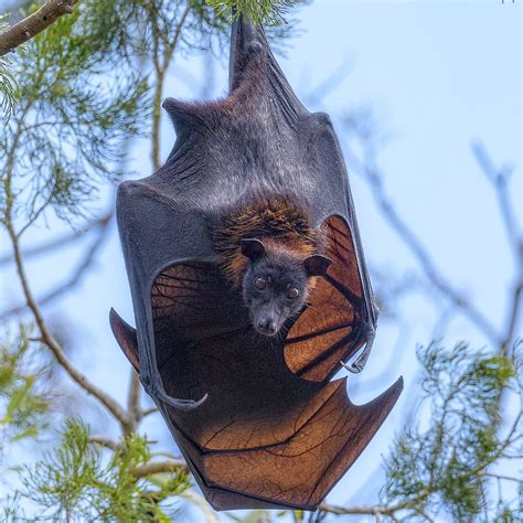 Grey Headed Flying Fox Many Thanks For Your Visits Faves Flickr