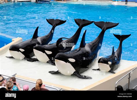 Trained Killer Whales Orcinus Orca Shamu Stadium Seaworld San