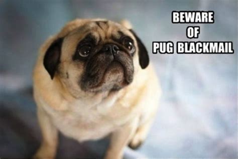 101 Lovable Pug Memes That Are Too Puggin Cute Pug Pictures Funny