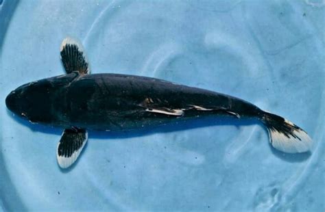 Download cepat bermacam contoh gambar mewarna ikan bawal. Gambar Ikan Koi Hitam Putih - Gambar Ikan HD