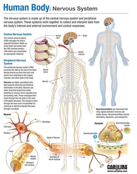 Human Body Nervous System Human Body Nervous System Basic Anatomy