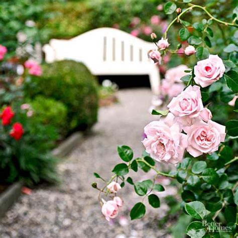 How To Grow Roses That Will Make You The Envy Of Your Block Better