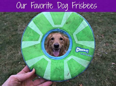 The Best Frisbees For Dogs According To Charlie