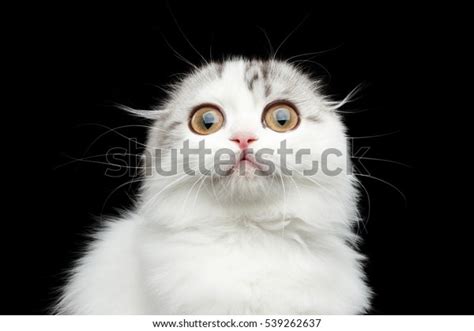 Closeup Portrait Surprised White Scottish Fold Stock Photo Edit Now