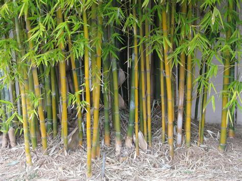 Bamboo Seeds Bambusa Oldhamii