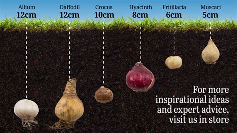 A Guide To Planting Bulbs Bulb Planting Youtube