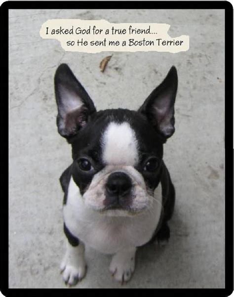 Boston Terrier True Friend Refrigerator Magnet Ebay In 2021 Boston