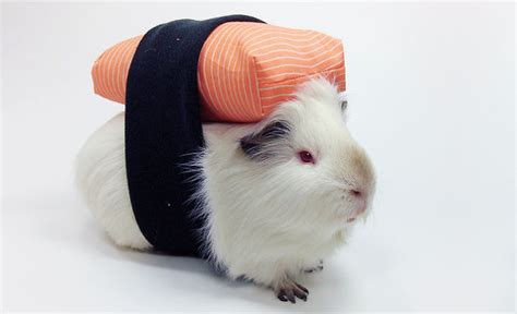 20 Cutest Halloween Dressed Up Pets Page 2 Animalwhoop