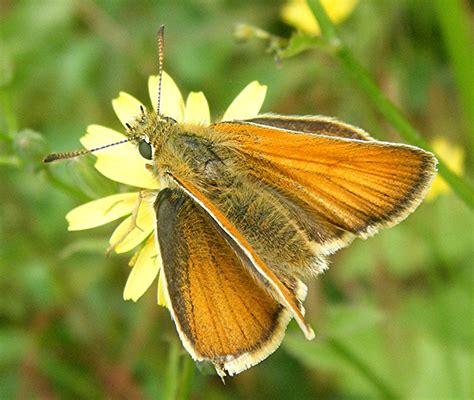 Small Skipper Naturespot