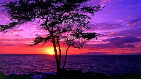 Hd Wallpaper Sunset Purple Sky Red Sunset Lonely Tree Silhouette