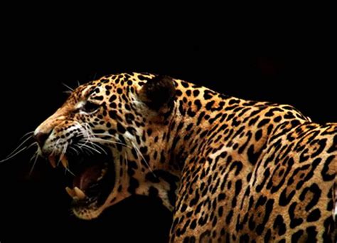 Amur Leopard Leopard On Black Wildcat Hd Wallpaper Pxfuel
