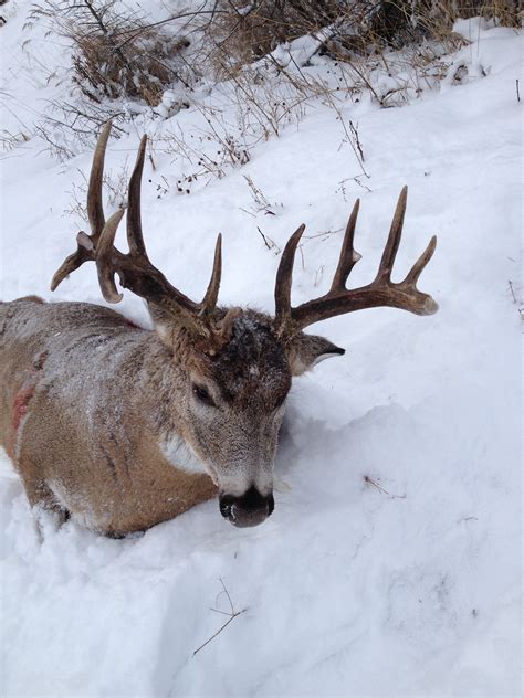 Whitetail Pictures