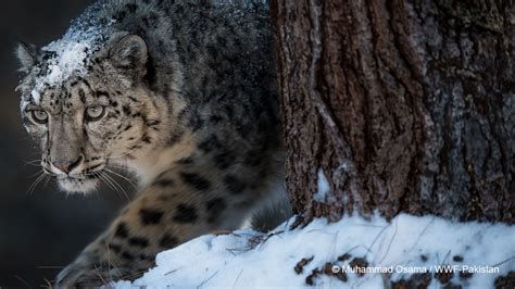 Wwf On Twitter Like All Top Predators Snow Leopards Regulate