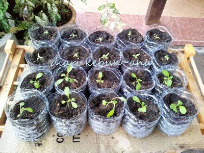 Cara menanam kacang tanah agar berbuah banyak. diari kebun~@na: Berkebun sambil kitar semula