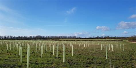 Tree Planting Success In The Forest Heart Of England Forest