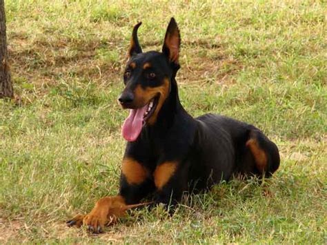 Dog Breeds With Black And Tan Markings