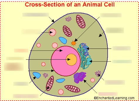 Biology Animal Cell Diagram Diagram Quizlet