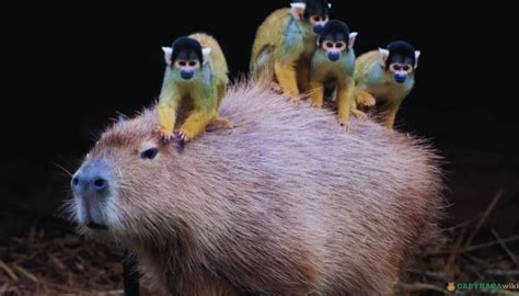 Capybaras With Other Animals