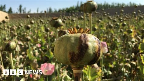 Afghanistan Opium Production Up 43 Un Drugs Watchdog Bbc News