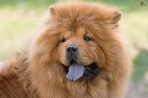 Chow Chow Dog Tongue Out Picture