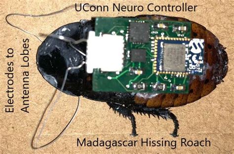 A Cyborg Cockroach Could Someday Save Your Life