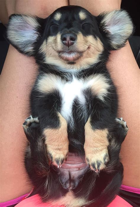 50 Times Dogs Managed To Fall Asleep In Hilariously