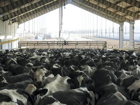 Us Milk Production Up 21 As Dairy Herd Expands 30 November 0001 Free