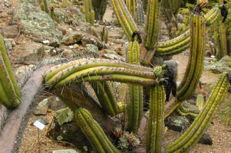 No satisfactory method of chemical control for the cactus moth is known. mescaline - Trout's Notes
