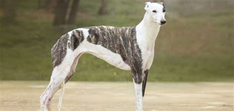 Whippet Dog Breed Information All You Need To Know Petstime