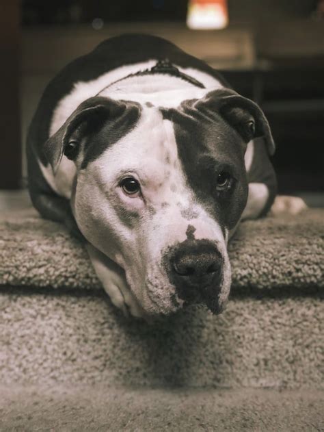 5 Facts About Pit Bulls The Most Misunderstood Dog In The World