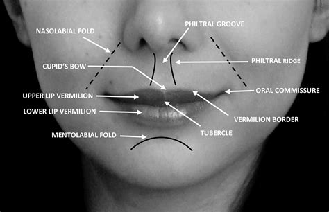 Lip Reconstruction Oral And Maxillofacial Surgery Clinics