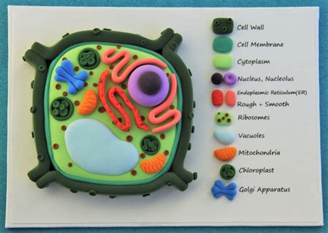 Plant Cell 3d Model Cells Project Plant Cell Project