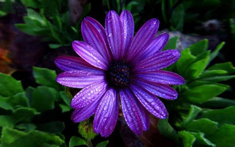 Free for commercial use no attribution required high quality images. Aster Flower Dark Purple Color With Water Droplets Full Hd ...