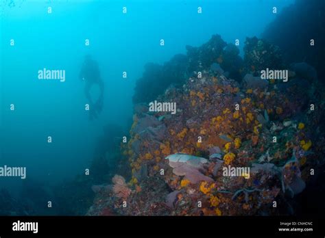 A Diver Explores A Coral Reef Off The Coast Of Coiba Island Panama