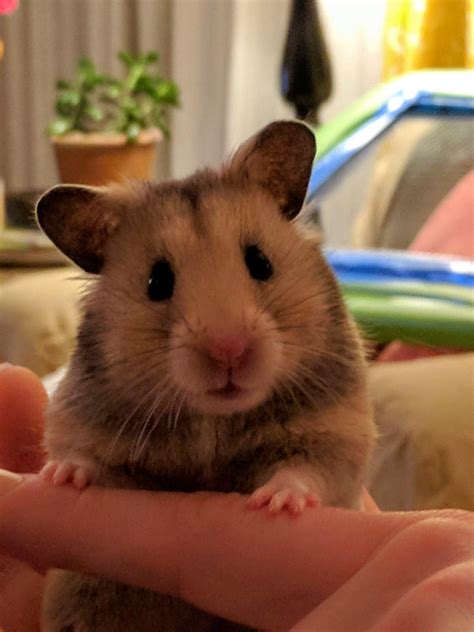 My Girl Cabot Wanted To Say Helloiredditvbyliwgvjip01 Baby Hamster Cute