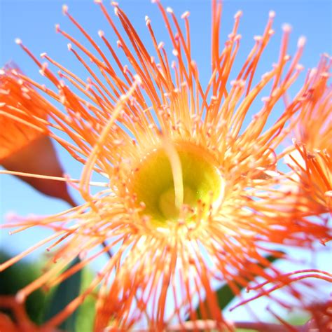 Cjl Designs Australia Day And Eucalyptus Flowers