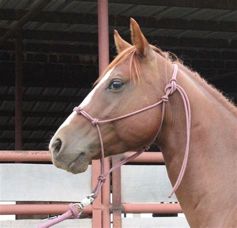 Blazes Tribute Equine Rescue Rescued Horses