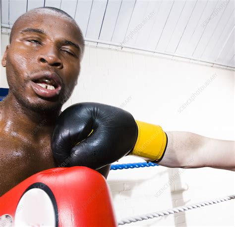 boxer being punched stock image p960 0418 science photo library