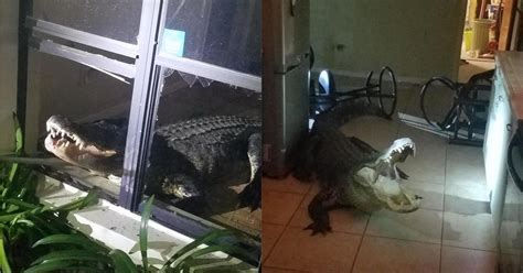 Alligator In Kitchen 11 Foot Gator Breaks Into House In Clearwater