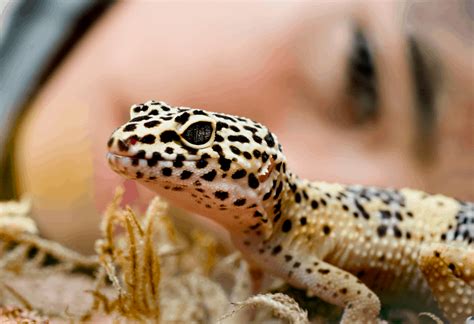 How Old Is Your Leopard Gecko With Growth And Size Charts