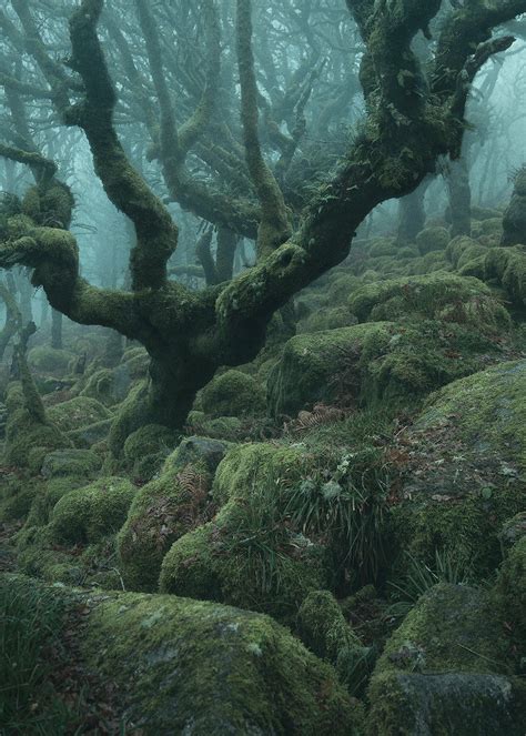 Photographer Captures The Enchanted Forests Of Wistmans Wood