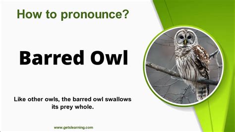 How To Pronounce Barred Owl Correctly In English Youtube